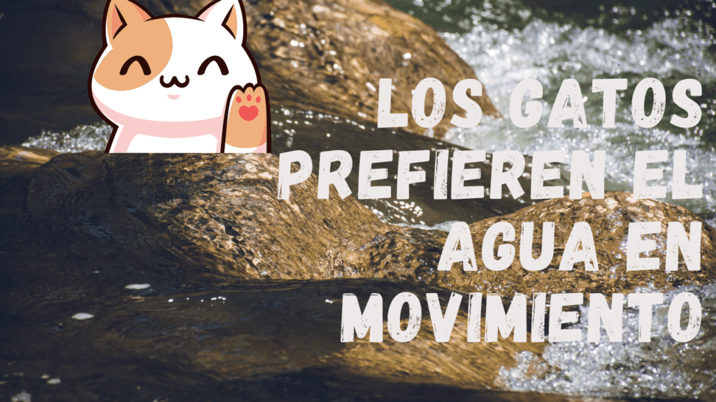 Los Gatos Prefieren El Agua En Movimiento