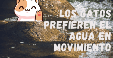 Los Gatos Prefieren El Agua En Movimiento