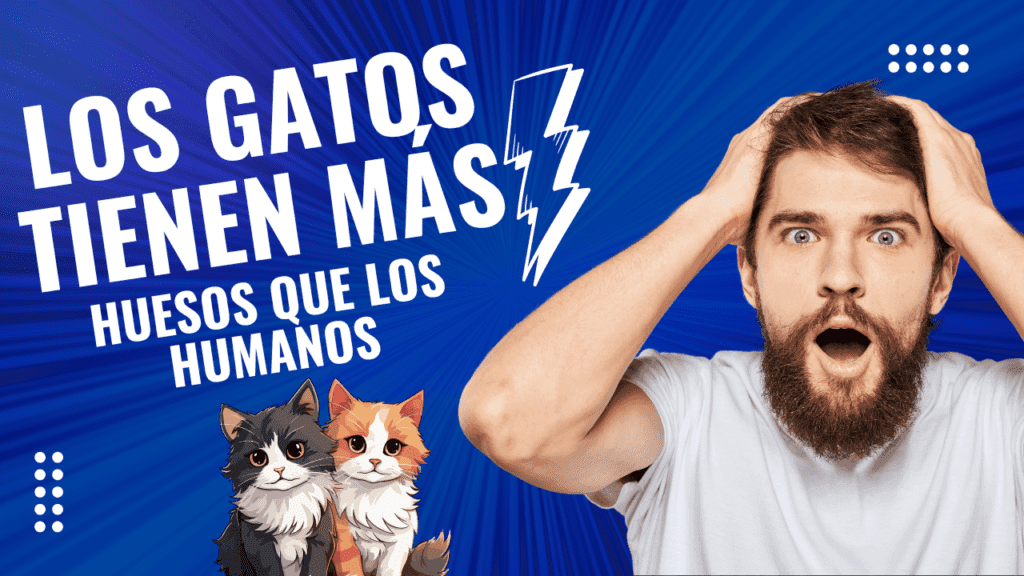 Los Gatos Tienen Más Huesos Que Los Humanos