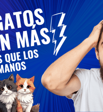 Los Gatos Tienen Más Huesos Que Los Humanos