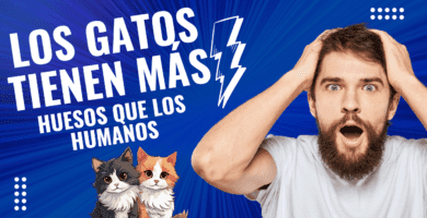 Los Gatos Tienen Más Huesos Que Los Humanos