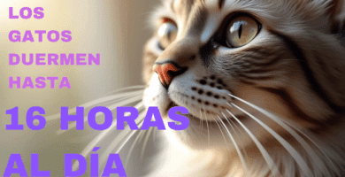 Los Gatos Son Animales Crepusculares
