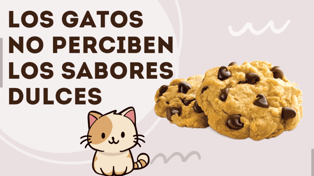 Los Gatos No Perciben Los Sabores Dulces