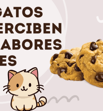 Los Gatos No Perciben Los Sabores Dulces