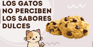 Los Gatos No Perciben Los Sabores Dulces