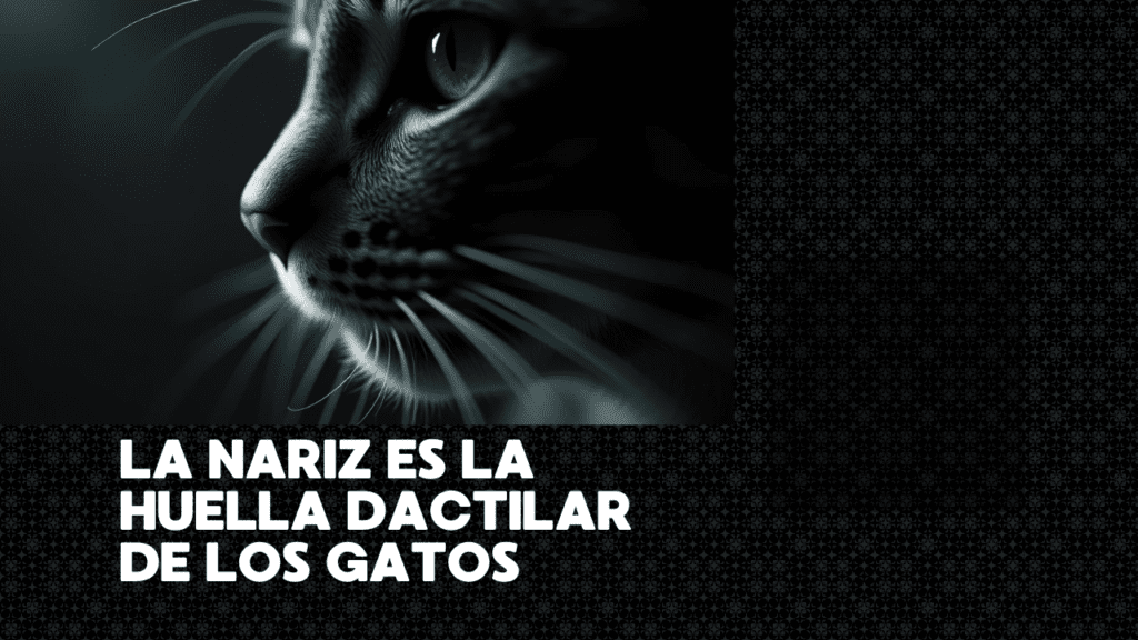 La Nariz Es La Huella Dactilar De Los Gatos