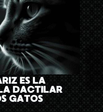 La Nariz Es La Huella Dactilar De Los Gatos