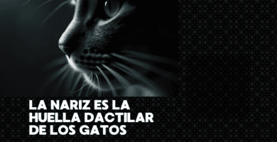La Nariz Es La Huella Dactilar De Los Gatos