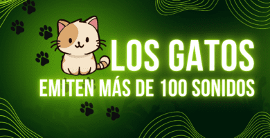 Los Gatos Emiten Más de 100 Sonidos
