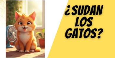 Los Gatos También Sudan