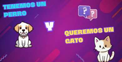 Tenemos Un Perro Y Queremos Un Gato