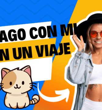 ¿Cuanto TIEMPO podemos dejar a nuestro gato solo en casa?