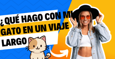¿Cuanto TIEMPO podemos dejar a nuestro gato solo en casa?