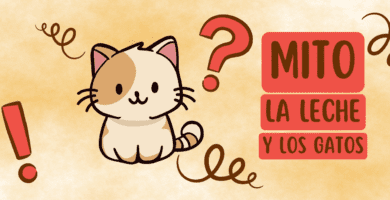 Los Gatos Y La Leche