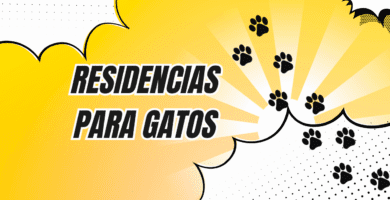 Residencias Para Gatos