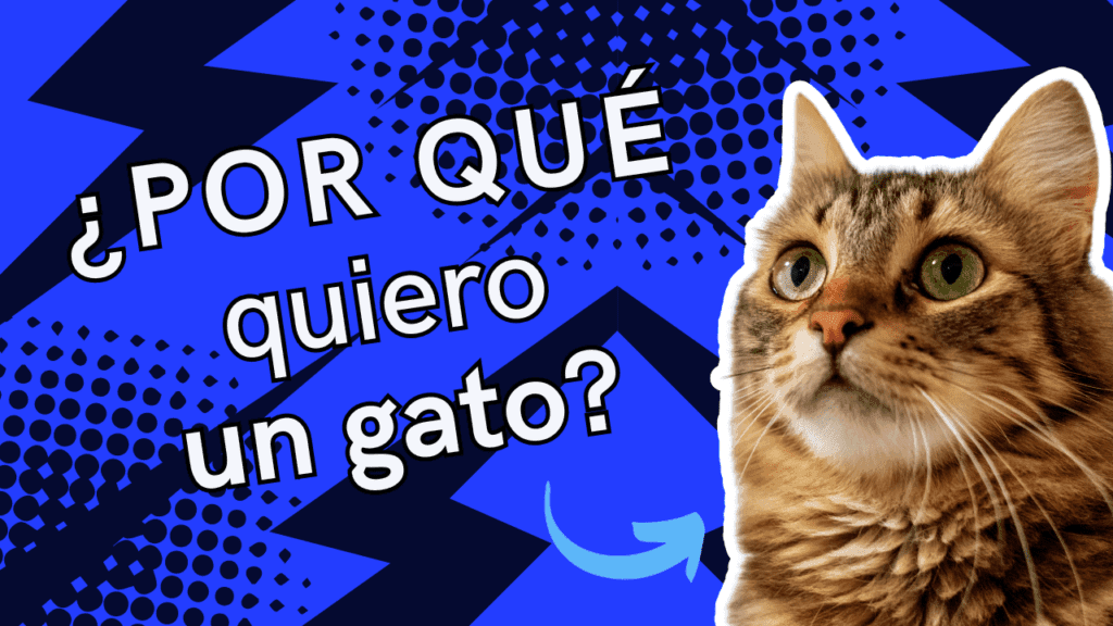 ¿Por Qué Quiero Un Gato?