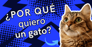¿Por Qué Quiero Un Gato?