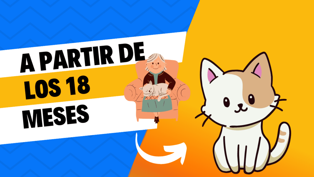A Partir De Los 18 Meses de vida de un gato