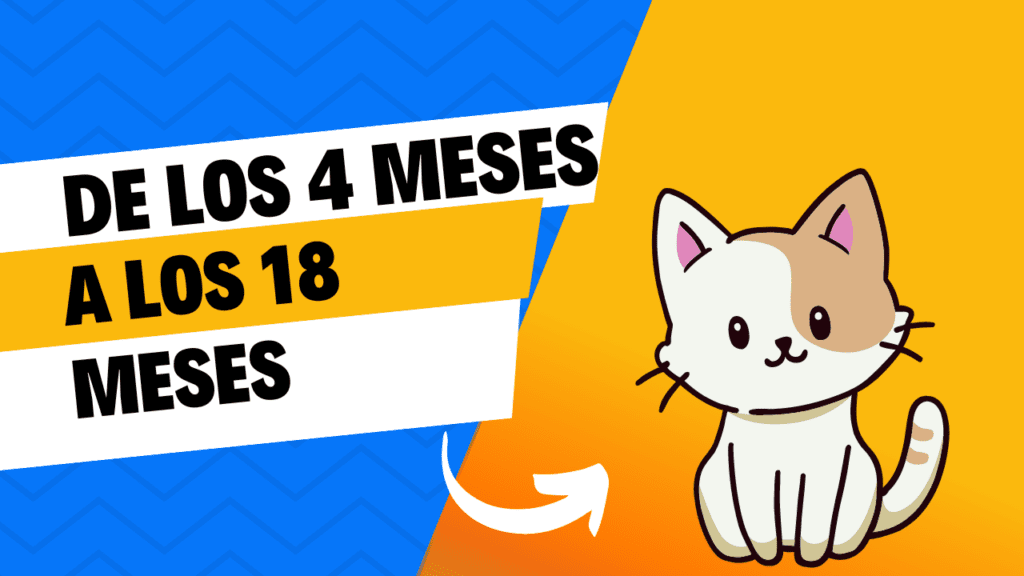 De los 4 Meses a los 18 Meses