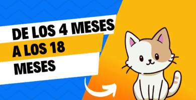 De los 4 Meses a los 18 Meses