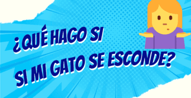 ¿Qué Hago Si Mi Gato Se Esconde y No Sale en Varios Días?