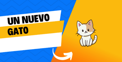Un Nuevo Gato
