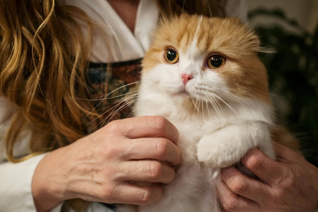cuidado de gato