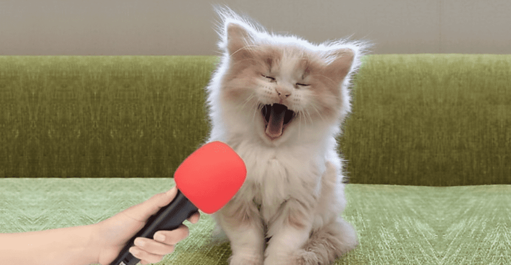 FUNNY CATS