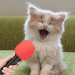 FUNNY CATS