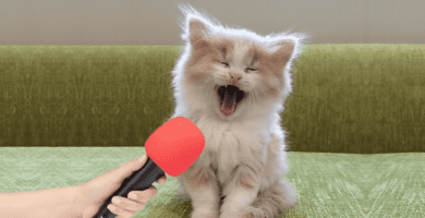 FUNNY CATS