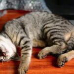 Relax Cat Music