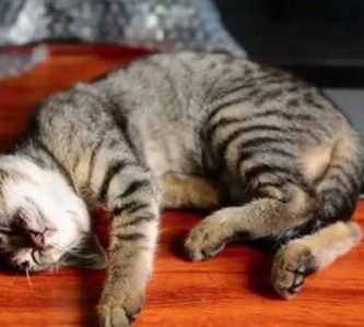 Relax Cat Music