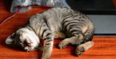 Relax Cat Music