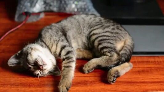 Relax Cat Music